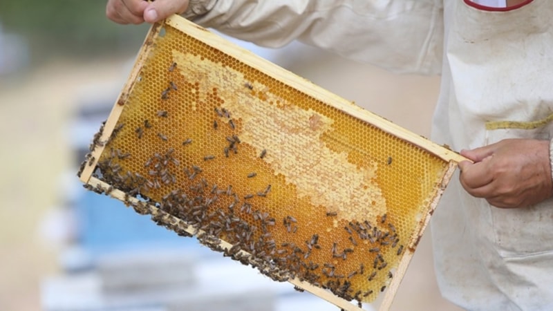 Türk balı 4 ayda ihracattan 11,5 milyon dolar kazandırdı