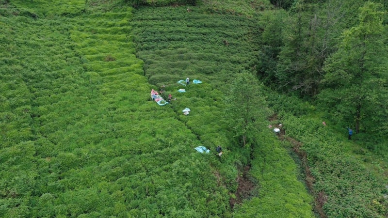 Yılın ilk 4 ayındaki çay ihracatı 10,4 milyon doları aştı