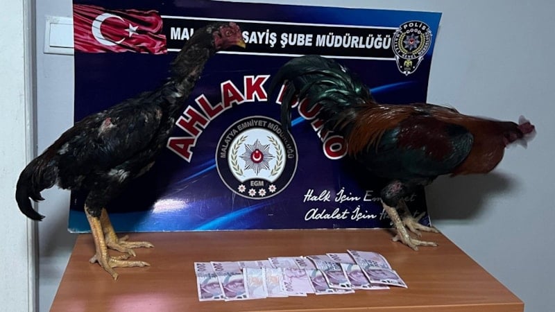 Malatya'da horoz dövüşçülerine operasyon: 9 kişiye 57 bin 825 TL ceza kesildi