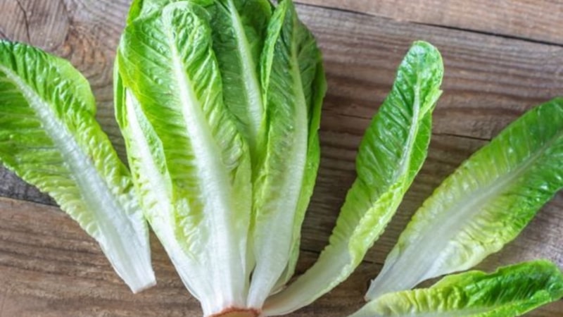 Marulun faydaları nelerdir? Marul nelere iyi gelir?