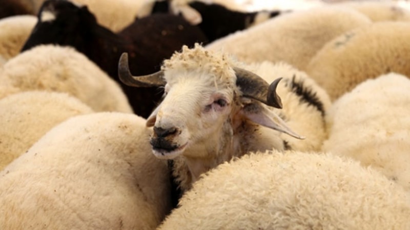 Kurban kesmek yerine sadaka vermek kurban ibadeti yerine geçer mi?