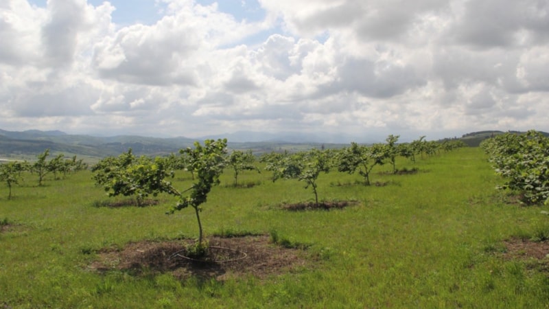 Samsun'da fındık verimini 5 kat artıran proje