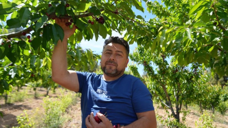 Bilecik'te kiraz hasadı başladı... Tarlada 35, markette 200 TL