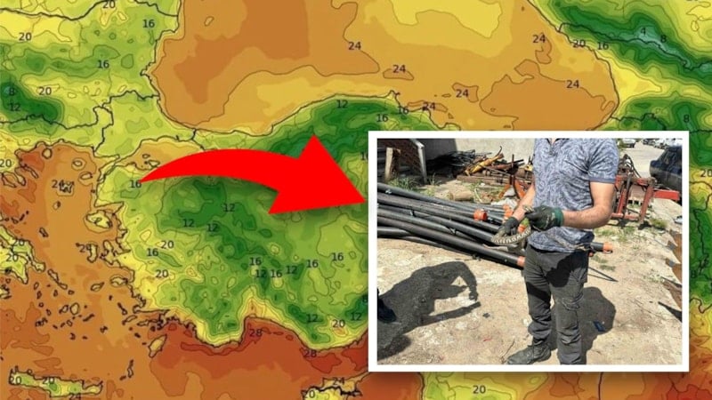 Bir ısırığı öldürüyor… O şehirde görüldü: Kapı pencere ne varsa kapatın