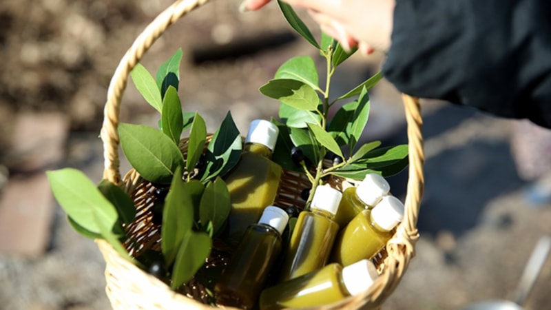 Defne yağı faydaları nelerdir, ne işe yarar? Defne yağı kullanımı