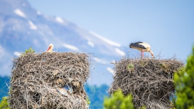 Beyşehir Gölü kıyısındaki yavru leylekler yumurtalarından çıkmaya başladı
