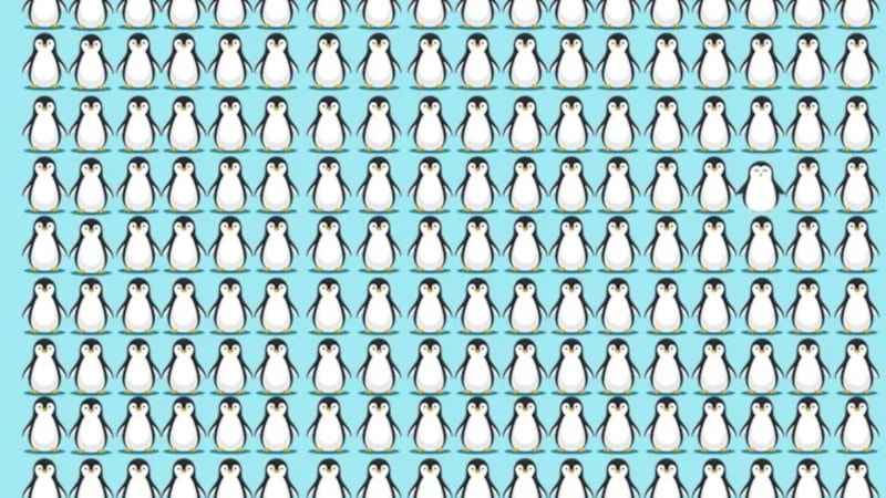 Görsel bulmaca: Farklı olan pengueni ilk bakışta görebilenler üstün zekalı kabul ediliyor!