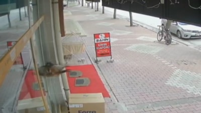 Kontrolden çıkan şahin, cama çarptı