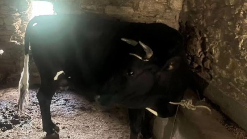 Aydın'da çaldığı hayvanı satmak istedi, yakalandı