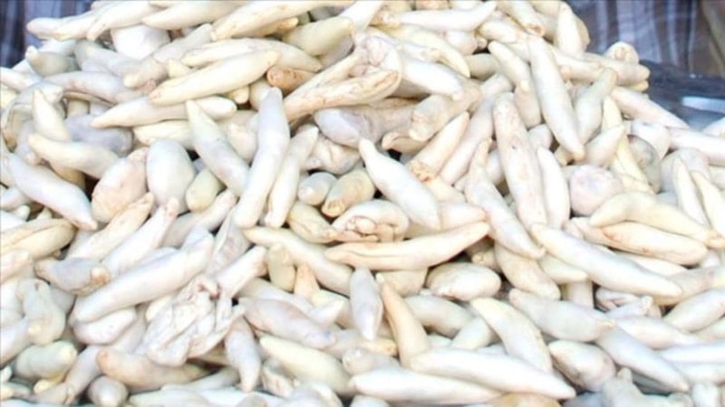 Oruç bile bozmuyor! Kenger sakızı çiğnemek bakın ne işe yarıyor...