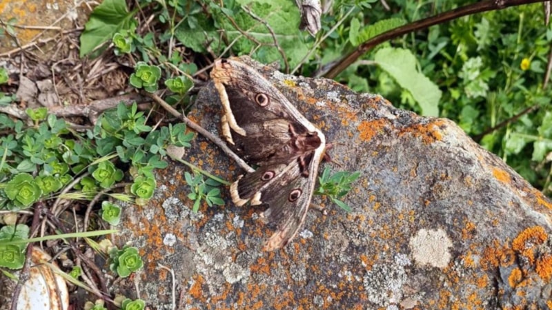 Avrupa'nın en büyük kelebek türü 'Tavus' Gümüşhane'de ortaya çıktı