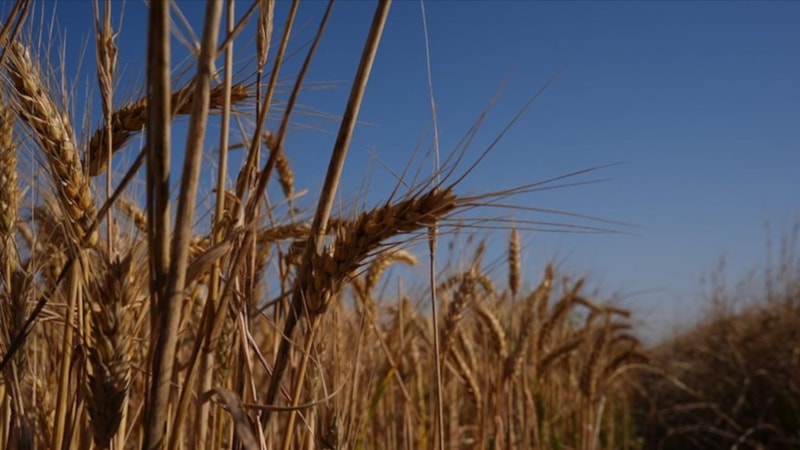 Türkiye'de buğday arzında sıkıntı beklenmiyor