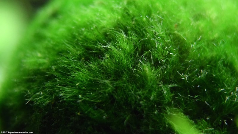 Yosun yağı nedir, nasıl kullanılır? Yosun yağının faydaları