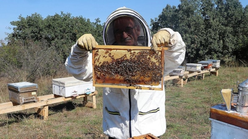 Bal ormanları, 1 milyon kovana ev sahipliği yapıyor