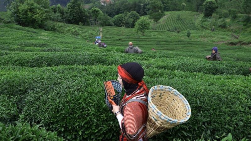 Çay bahçelerine her yıl 10'da 1 oranında gençleştirme budaması geldi