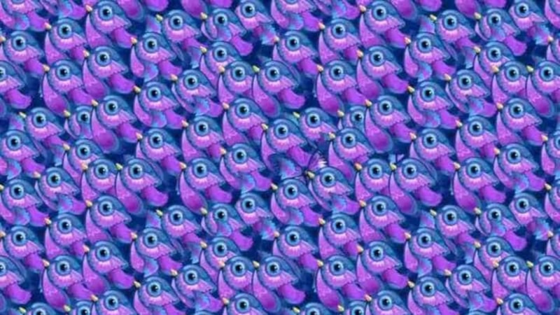 Optik İllüzyon: Kelebeği sadece süper zekalar fark edecek