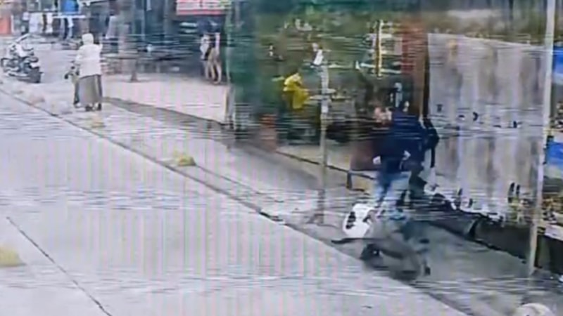 İstanbul'da pitbull dehşeti: Kediye böyle saldırdı...