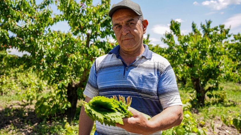 Tokat'ta hasat başladı: Asma yaprakları tek tek toplanıp özenle istifleniyor