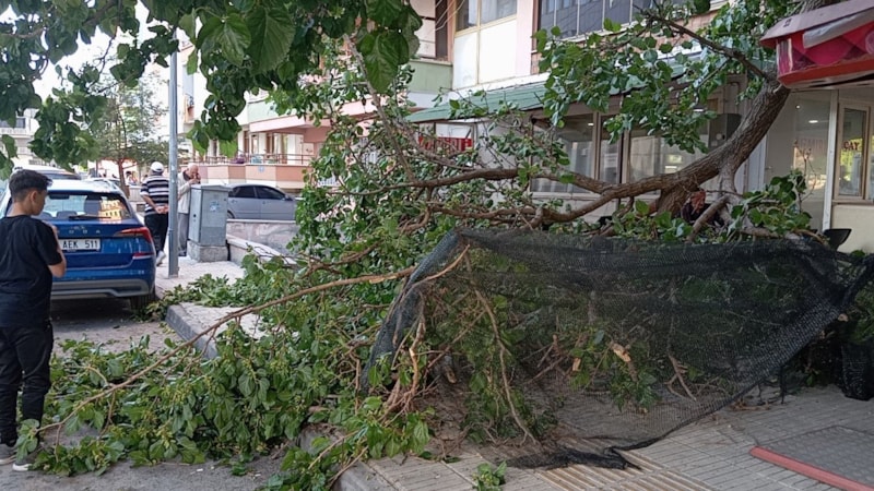 Çorum'da üzerine düşen dal parçası hastanelik etti