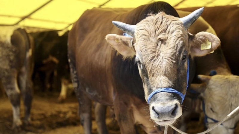 Kurban kimlik bilgileri 