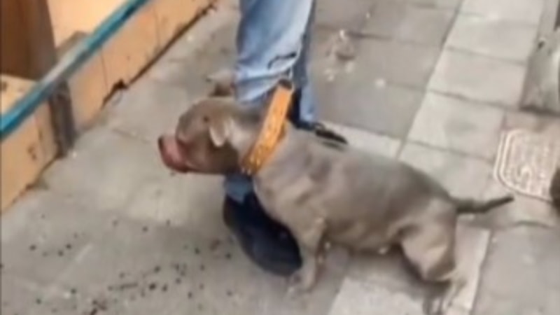 Kadıköy'de mahalle sakinleri pitbull köpekten şikayetçi