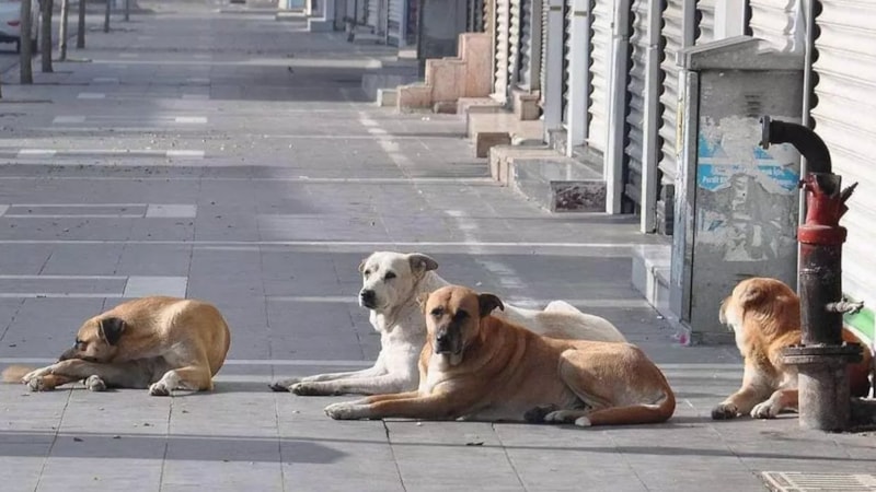 Başıboş köpek düzenlemesi yolda: Barınakta 30 günde sahiplenilmeyenler uyutulacak