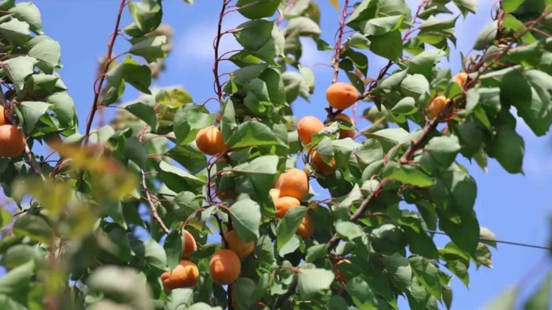 Hatay’da hasadı başladı! Tansiyonu sabitliyor, duyan avuç avuç yiyor