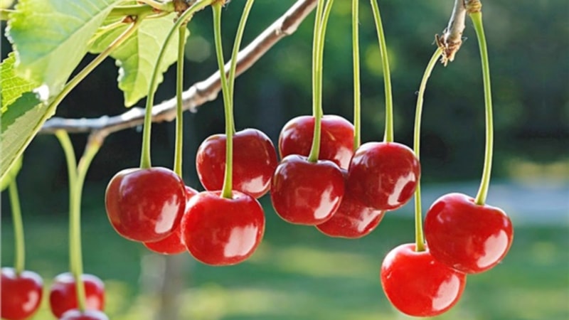 Vişnenin faydaları nelerdir? Vişne neye iyi gelir?