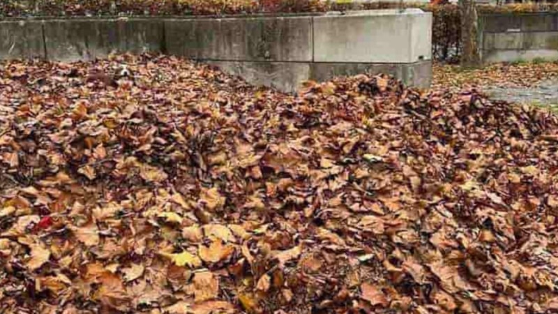 Resimdeki saklı köpeği 6 saniyede tespit eden, şahin gözlere sahip oluyor