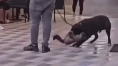 İzmir'de yasaklı ırk köpek, kediyi nefessiz bıraktı