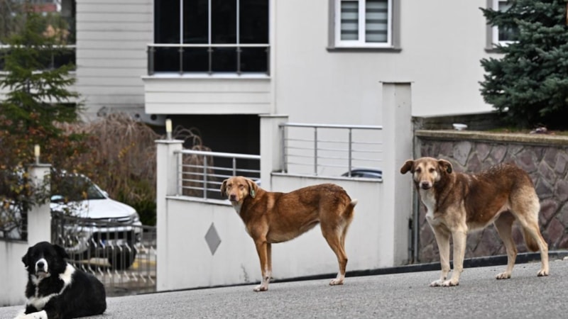 Kütahya'da başıboş sokak köpekleri toplanıyor