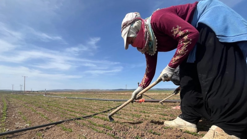 Eskişehir'de çiftçiler tarım işçisi bulamamaktan yakınıyor