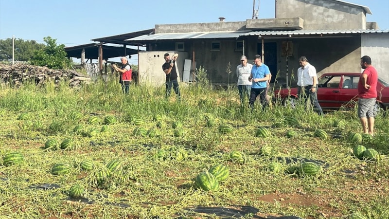 Antalya'da dolu yağışı: Tarım ürünleri zarar gördü