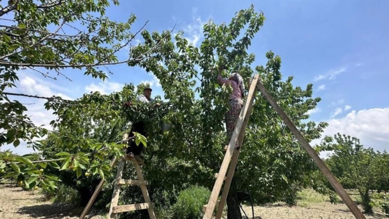 Aydın’da hasadı başladı: Diyabet ve tansiyonu şıp diye iyileştiriyor, kilosu 200 TL