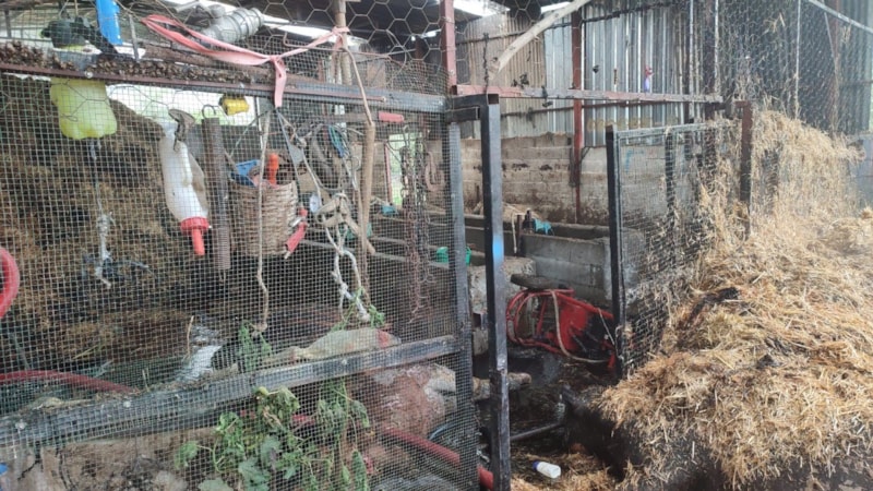 Adana'da ahırda yangın: 15 inek ve 6 buzağı telef oldu