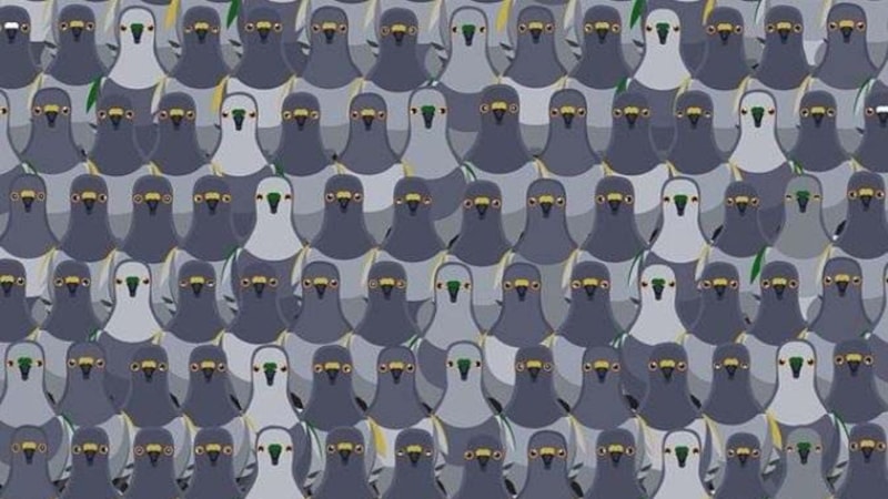 IQ testi: Güvercinler arasındaki kediyi sadece süper zekalar ayırt ediyor