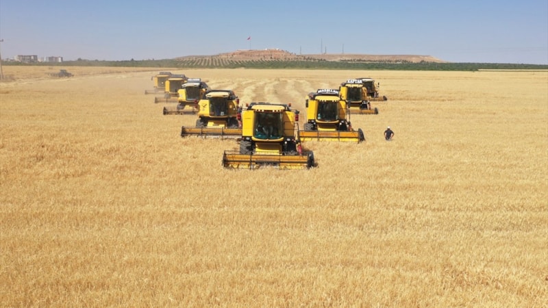 TİGEM'e bağlı Ceylanpınar Tarım İşletmesi'nde hububat hasadı sürüyor