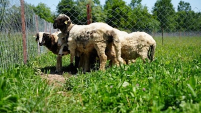 Samsun'da yapay mera projesi: Hedef kuzu etinin fiyatını düşürmek