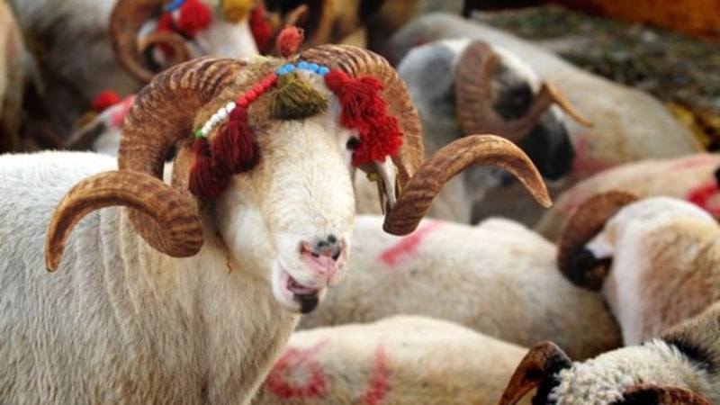 Şükür kurbanı nedir? Şükür kurbanı ne anlama geliyor?