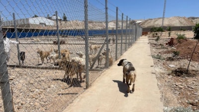 Irak'ın ilk ve tek barınağı Kerkük'te hayvanlara yuva oldu