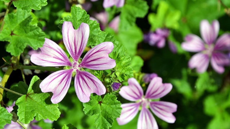 Ebegümeci nedir? Ebegümecinin faydaları nelerdir?