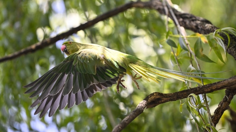 31 Mayıs Dünya Papağan Günü: Nesilleri tehdit altında