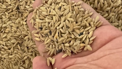 Düzce'de siyah pirinç üretimi arttı