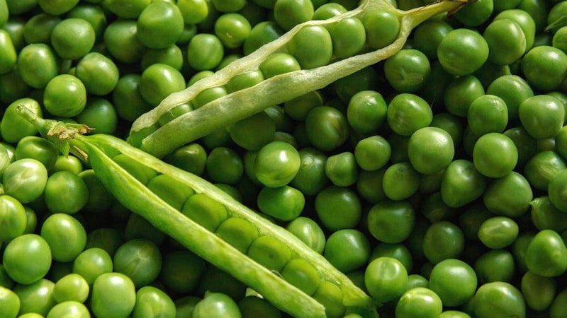 Bezelyenin faydaları nelerdir? Bezelye neye iyi gelir?