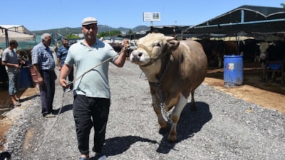 İzmir'de hayvan pazarının en büyük boğası 270 bin TL'ye satıldı