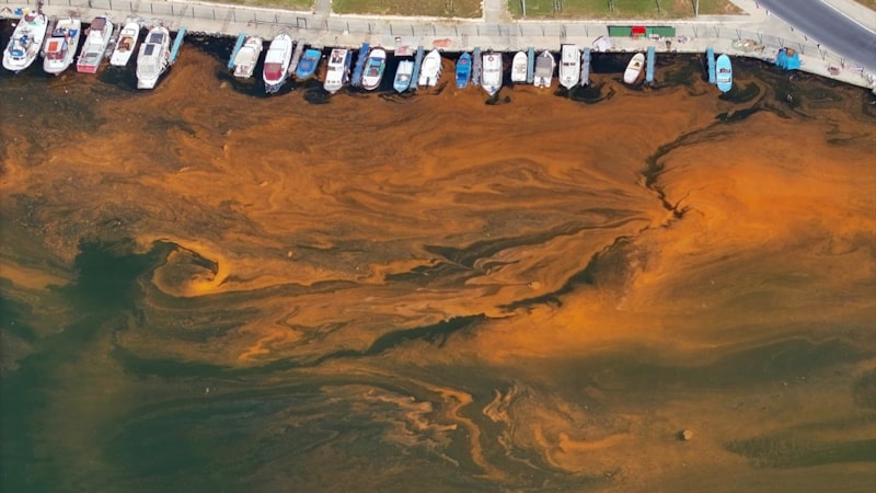 İstanbul'da algler denizin rengini değiştirdi