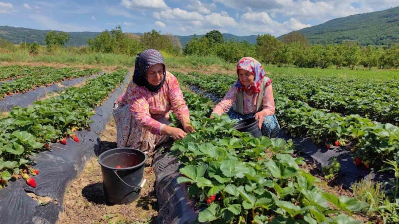 Denizli’de hasat başladı, fiyatlar yerle bir oldu: Tarlada 20, tezgahta 100 lira…