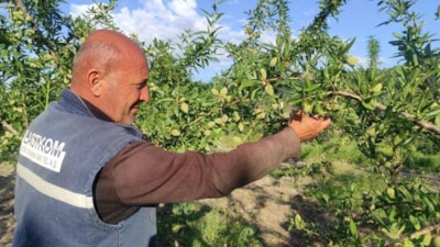 Yozgat’taki çiftçi hububat ekili arazisini badem bahçesine çevirdi, gelirini artırdı