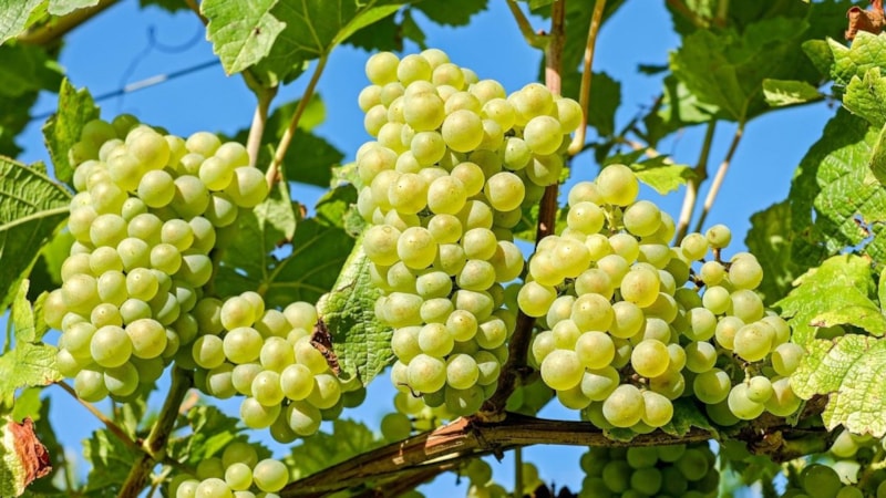 Üzümün faydaları nelerdir? Üzüm nelere iyi gelir?