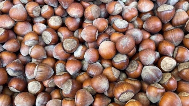 Türkiye'nin fındık ihracatı: 9 ayda 1,8 milyar dolar